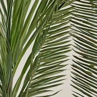 palm tree leaf png