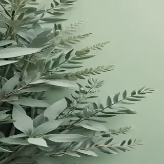 sage green aesthetic background