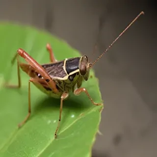 cricket insect