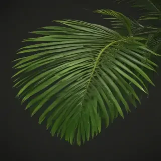 palm tree leaf png