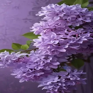 aesthetic lilac wallpaper