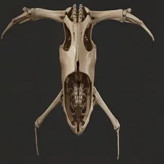 bones png