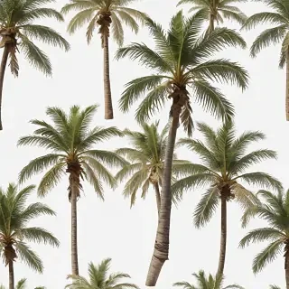 palm tree transparent