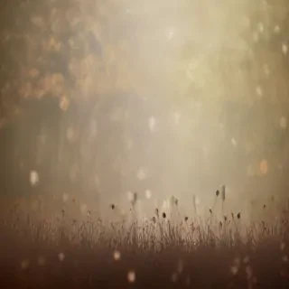 border bg