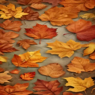 fall leaf png