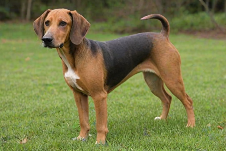 bagle hound dog breed