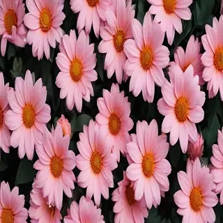 flower aesthetic wallpaper