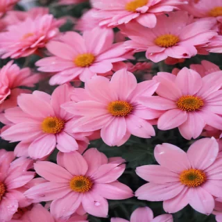 girly backgrounds iphone