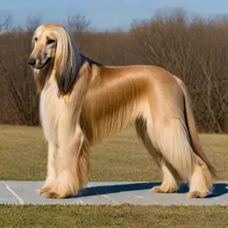 afghan hound dog breed