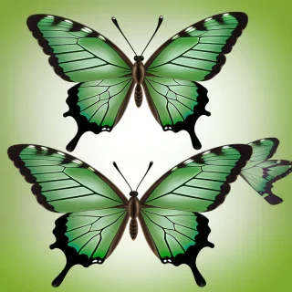 green butterfly png