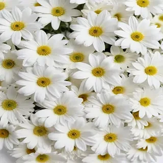 white flowers on white background