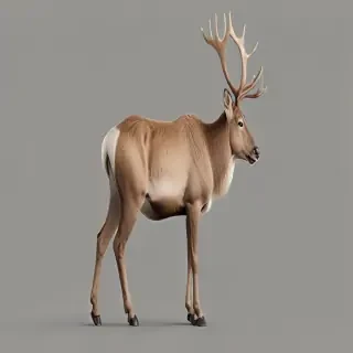 reindeer png