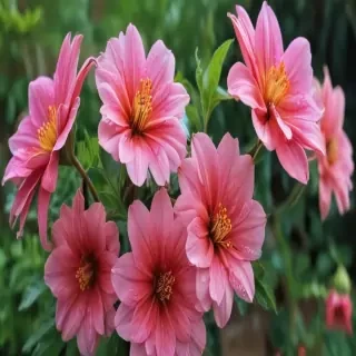 iphone wallpaper nature flowers