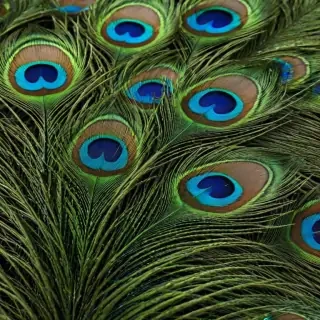 peacock feather images