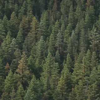 pine trees transparent background
