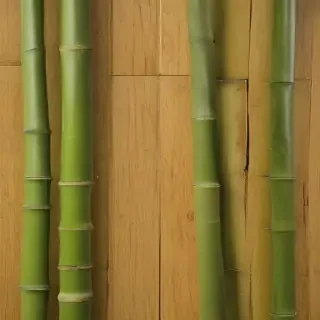 bamboo background