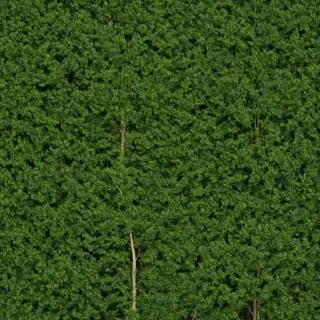 background trees