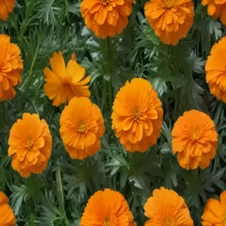 marigolds transparent