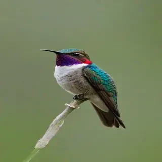 bee hummingbird