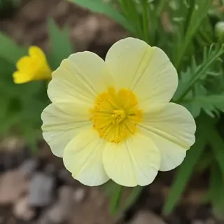 buttercup flower