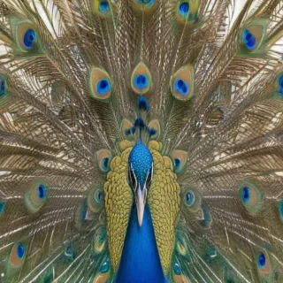 peacock png