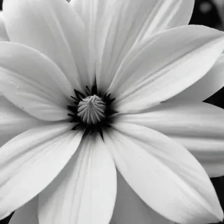 black and white flower