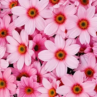 iphone flower wallpaper