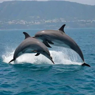 dolphins png