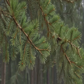 pine tree transparent