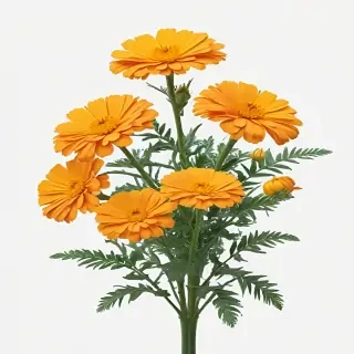 marigold png