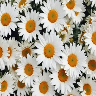 iphone daisy wallpaper