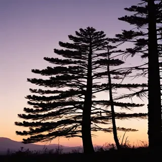 pine tree silhouette png