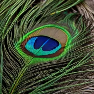 peacock feather images