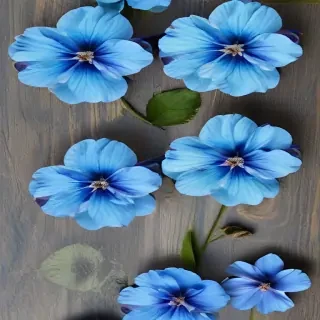 transparent blue flowers