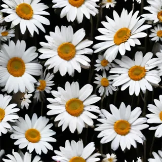 aesthetic daisy wallpaper