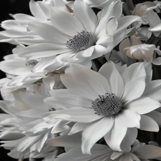 flower images black and white