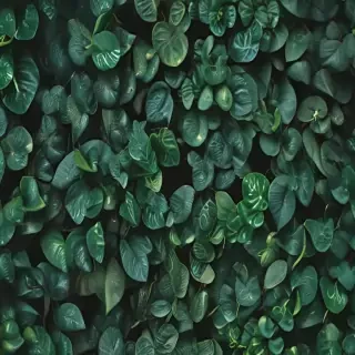 plants iphone wallpaper