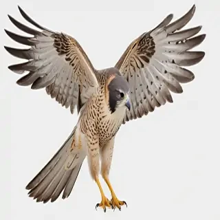 falcon png