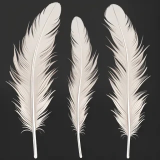feathers png