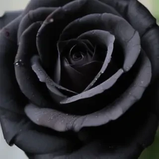 black rose photo