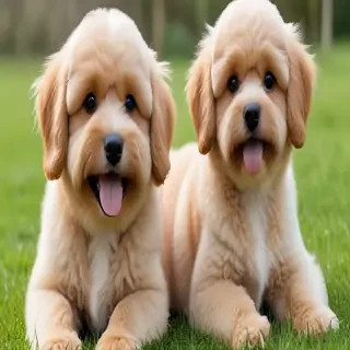 cockapoochi dog breed