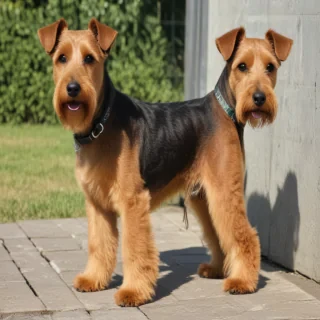 welsh terrier dog breed