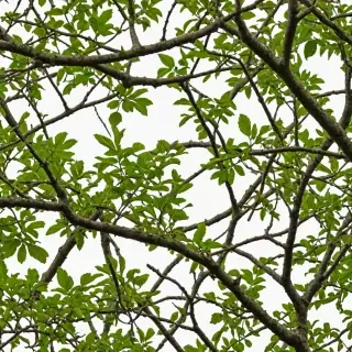 png branches
