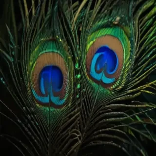 peacock feather images