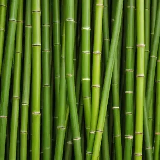 bamboo background