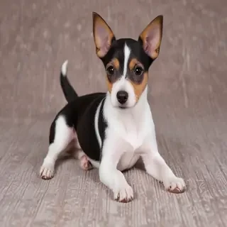 toy fox terrier