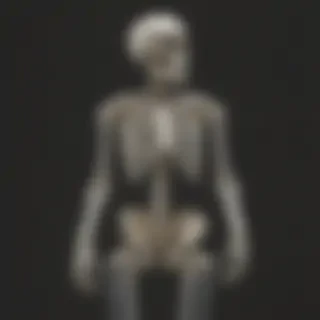 skeleton transparent background