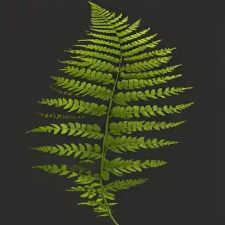 transparent fern png