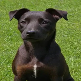 patterdale terrier