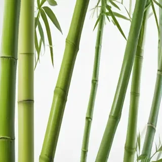 bamboo png